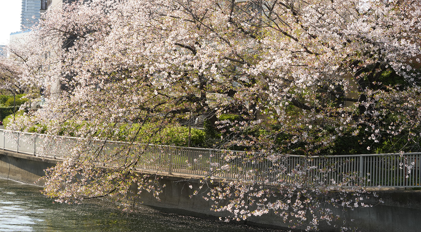 越中島橋付近の桜の開花状況