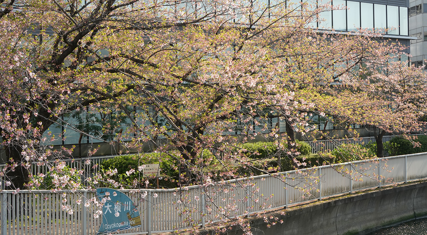 越中島橋付近の桜の開花状況