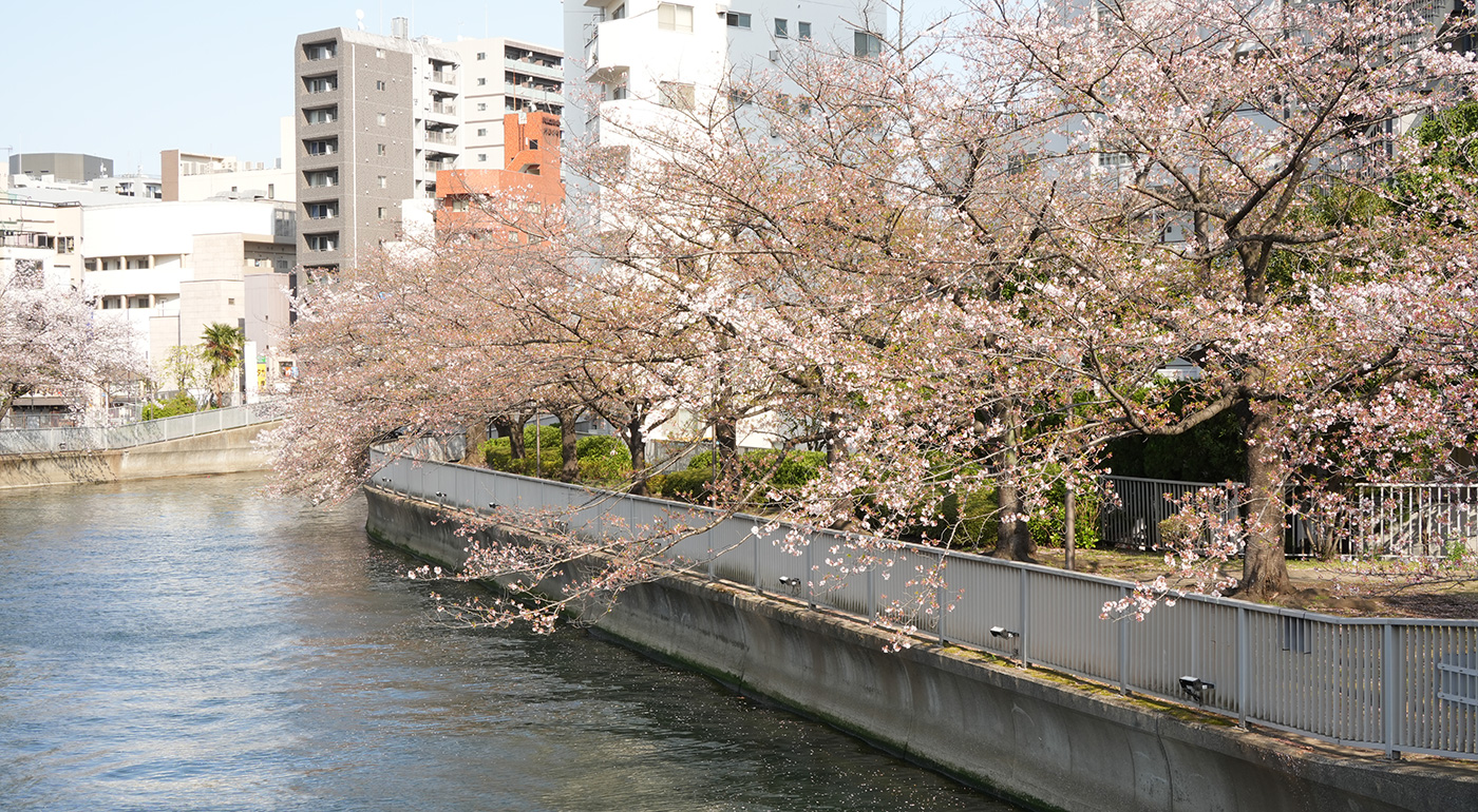越中島橋〜黒船橋付近の桜の開花状況