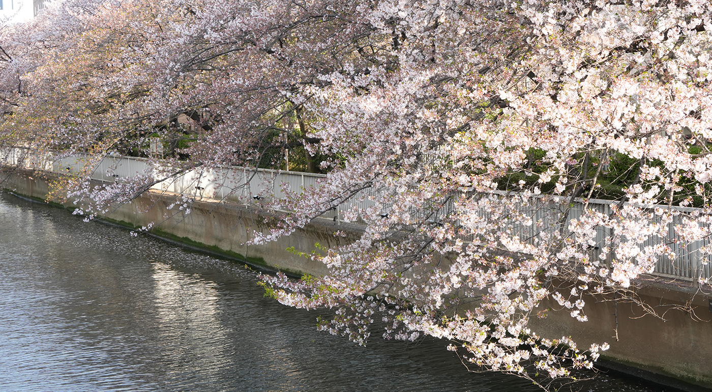 黒船橋〜石島橋付近の桜の開花状況