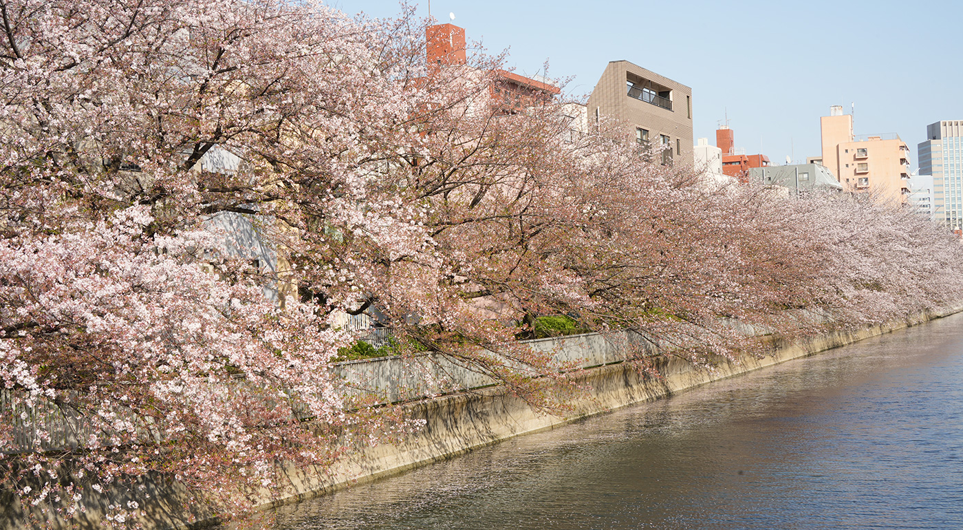 石島橋〜巴橋付近の桜の開花状況