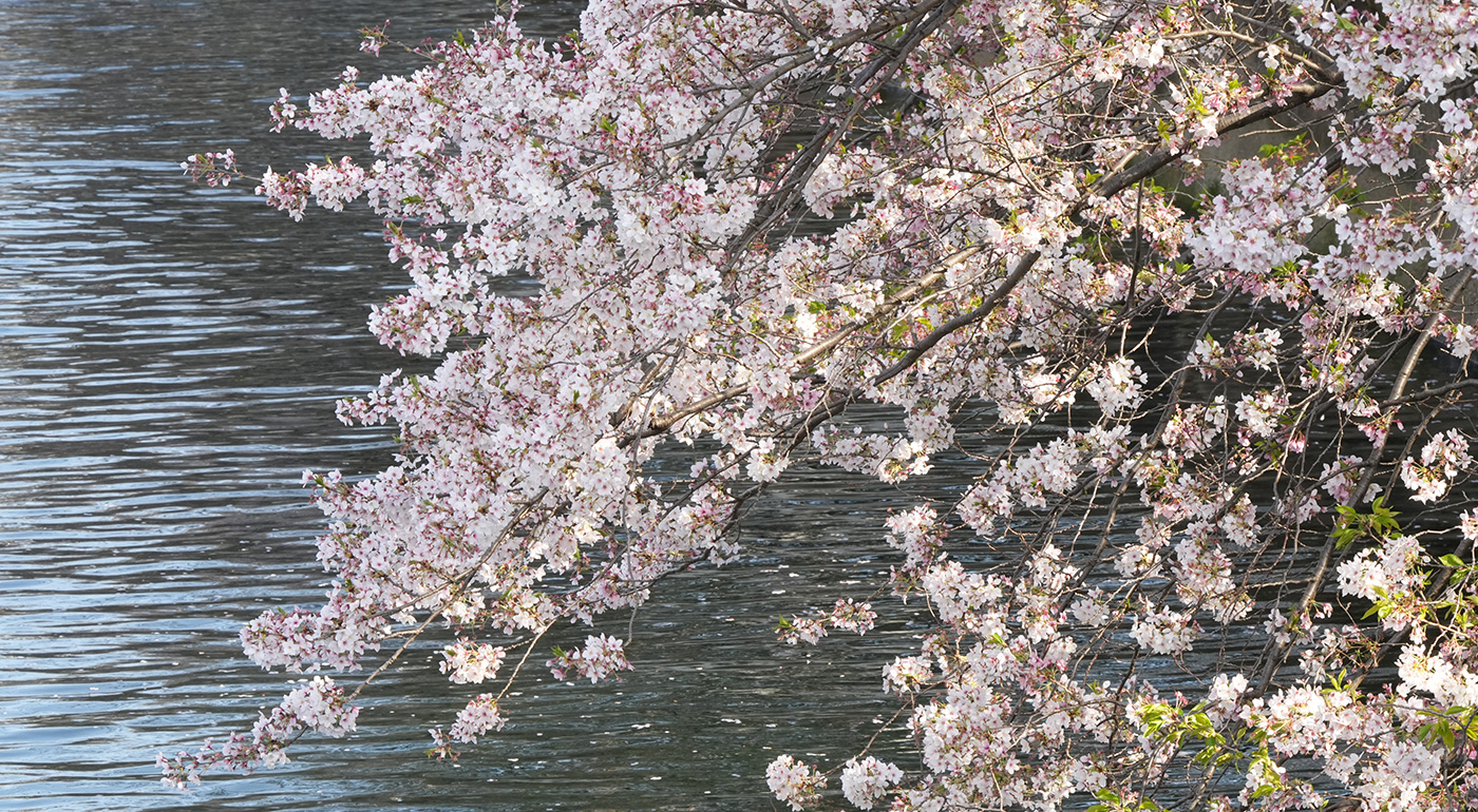 石島橋〜巴橋付近の桜の開花状況