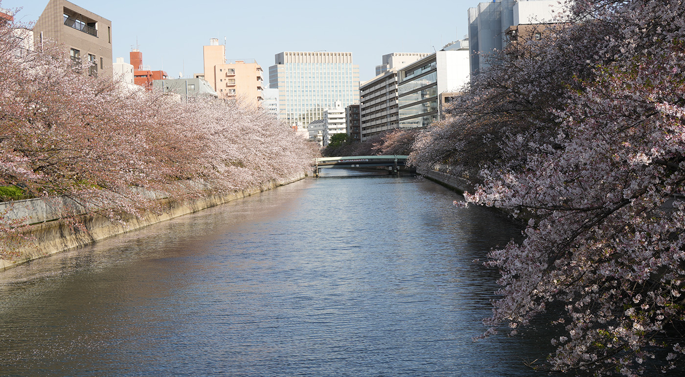 石島橋〜巴橋付近の桜の開花状況