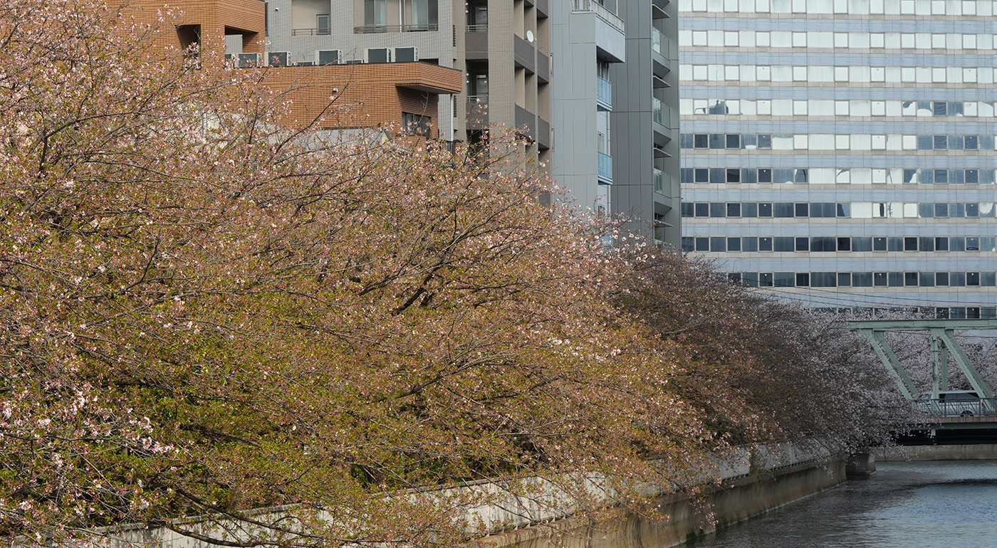 巴橋〜東富橋付近の桜の開花状況