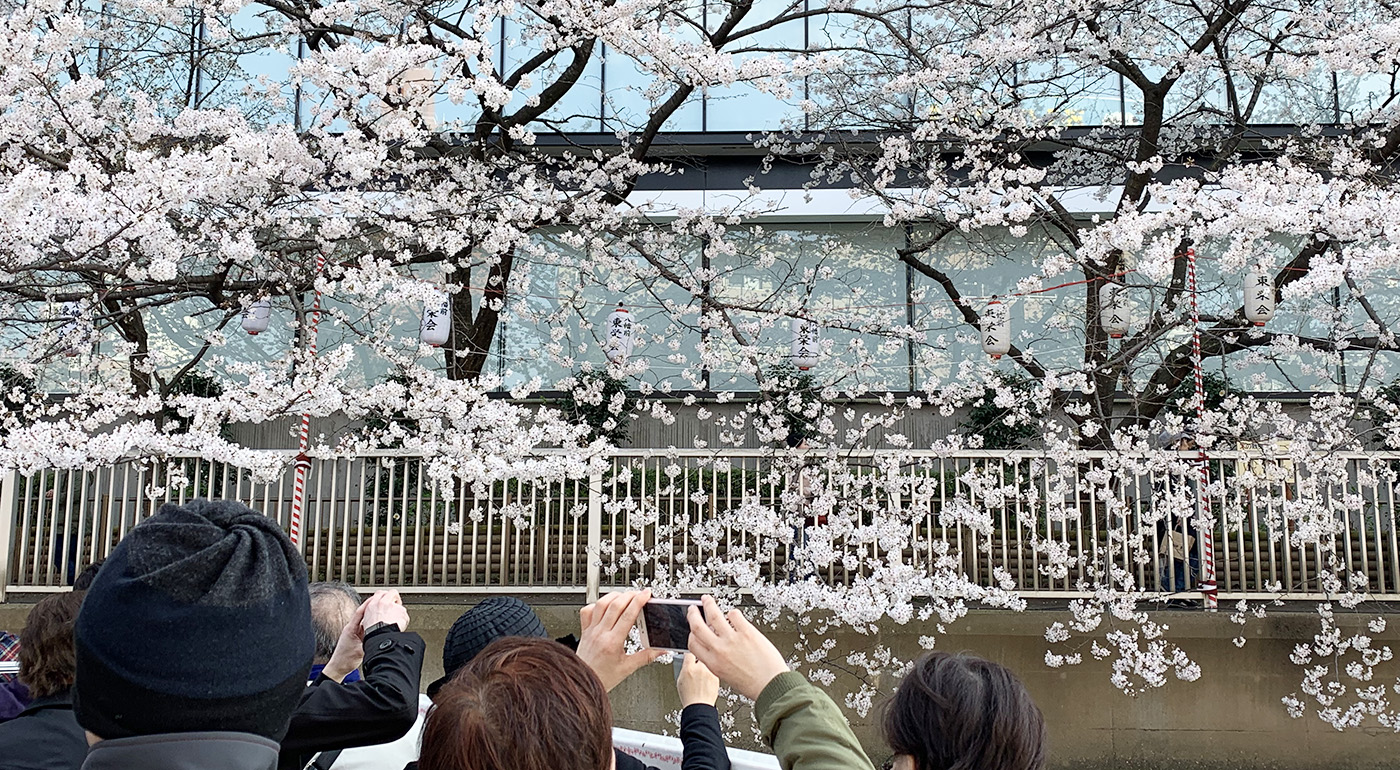 さくらのクルーズ