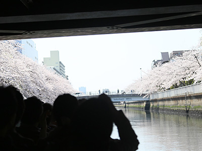 さくらのはしごクルーズ100分コース 写真ギャラリー