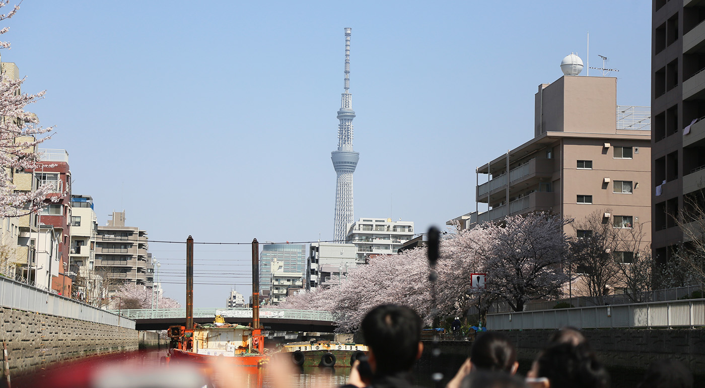 さくらのはしごクルーズイメージ写真