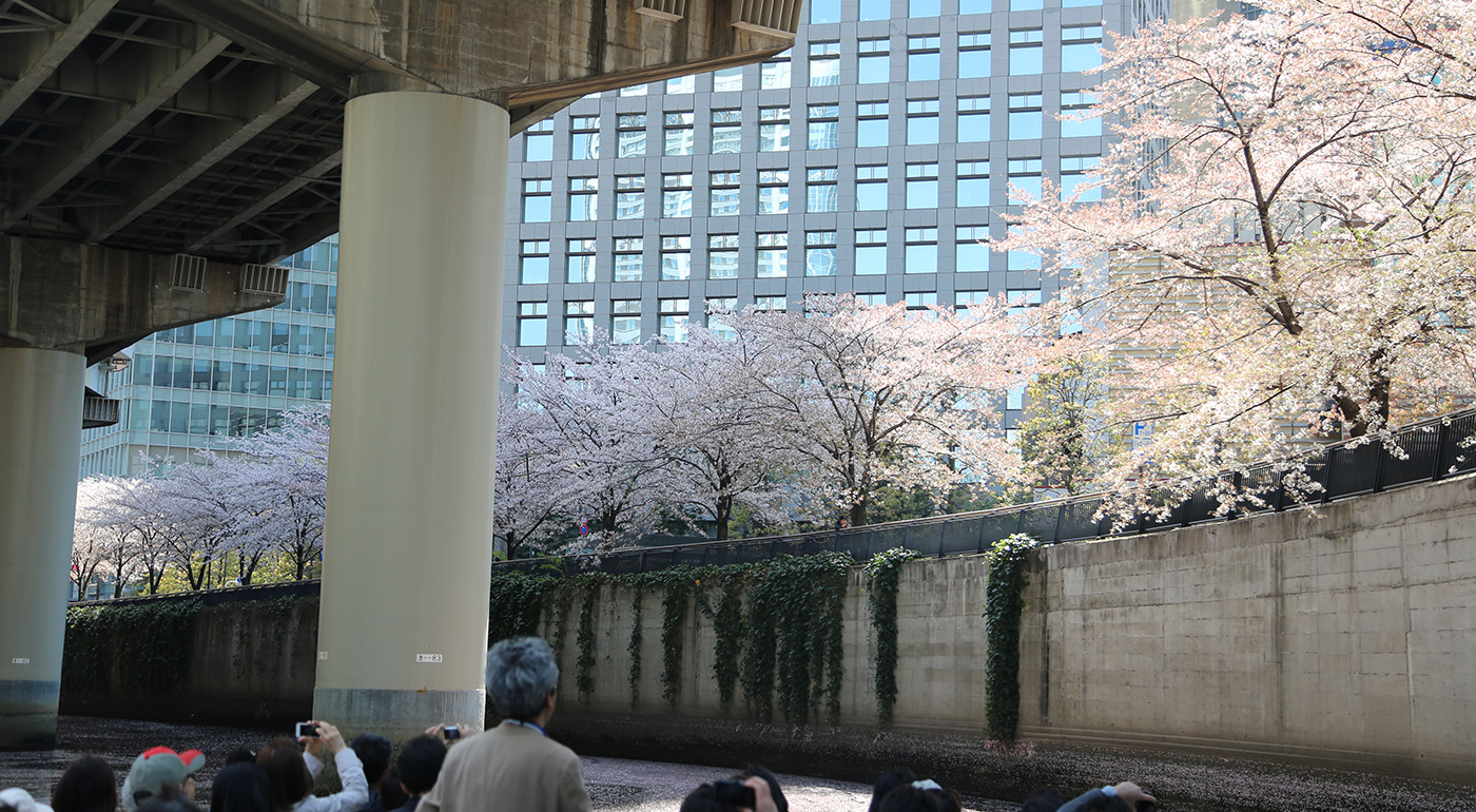 神田川クルーズ®️花見コースイメージ写真