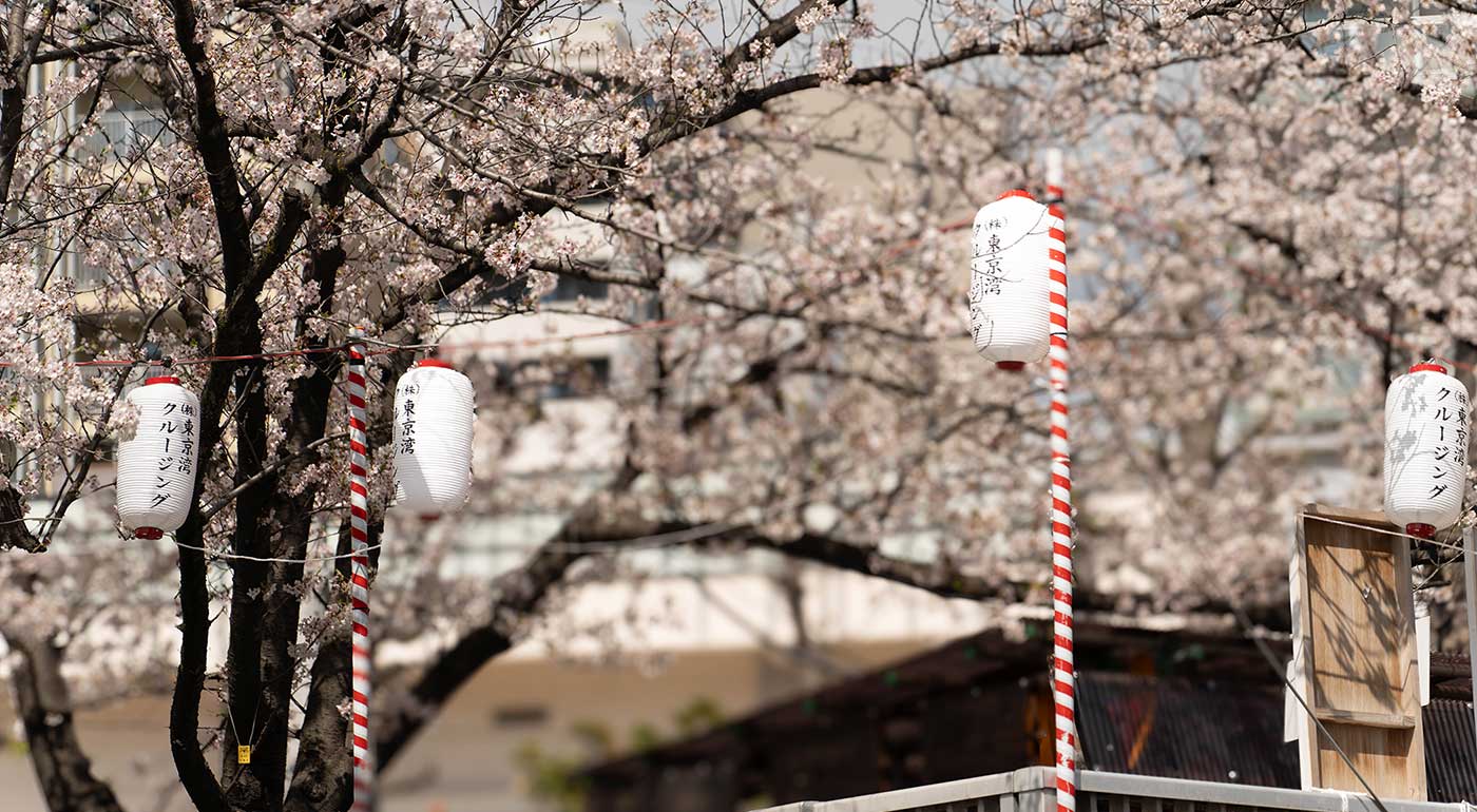 大横川さくらクルーズイメージ写真