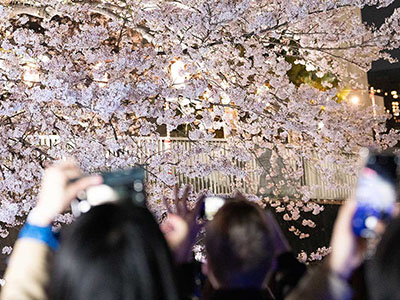 大横川さくらクルーズ60分コース 写真ギャラリー