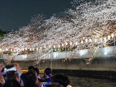 大横川さくらクルーズ60分コース 写真ギャラリー