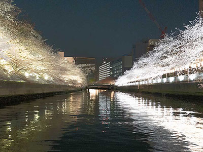 大横川さくらクルーズ60分コース 写真ギャラリー