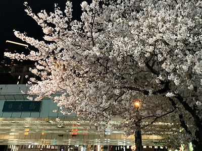 大横川さくらクルーズ60分コース 写真ギャラリー