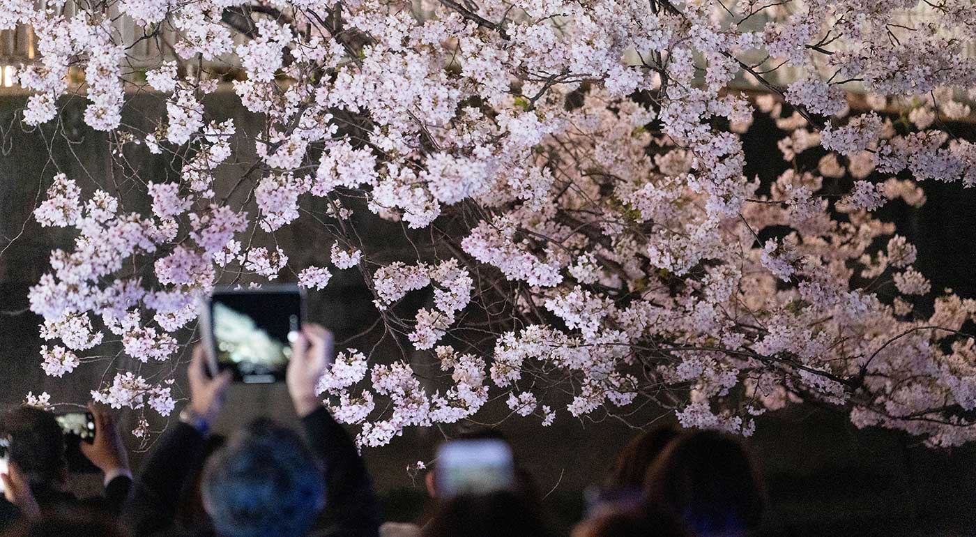 大横川さくらクルーズイメージ写真
