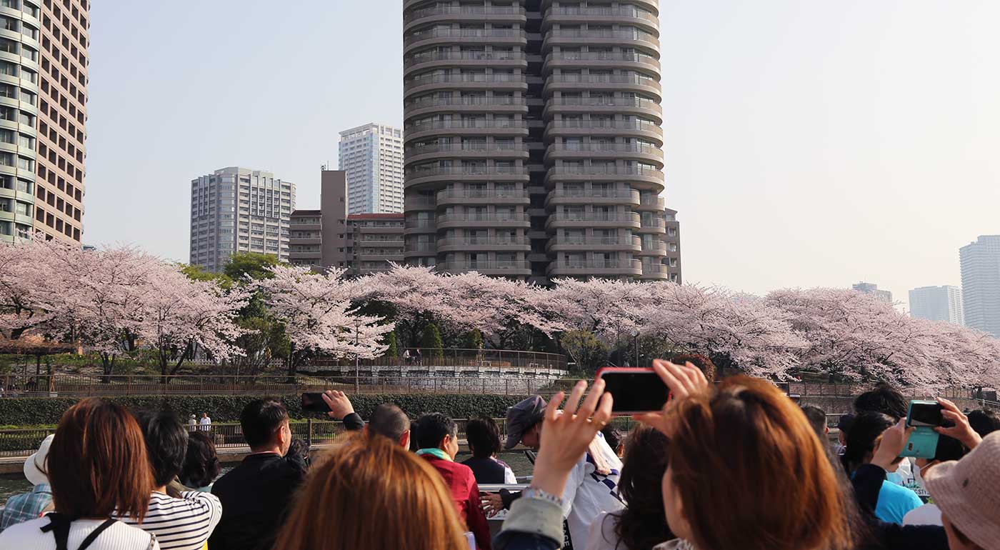 プチさくらクルーズ45分イメージ写真