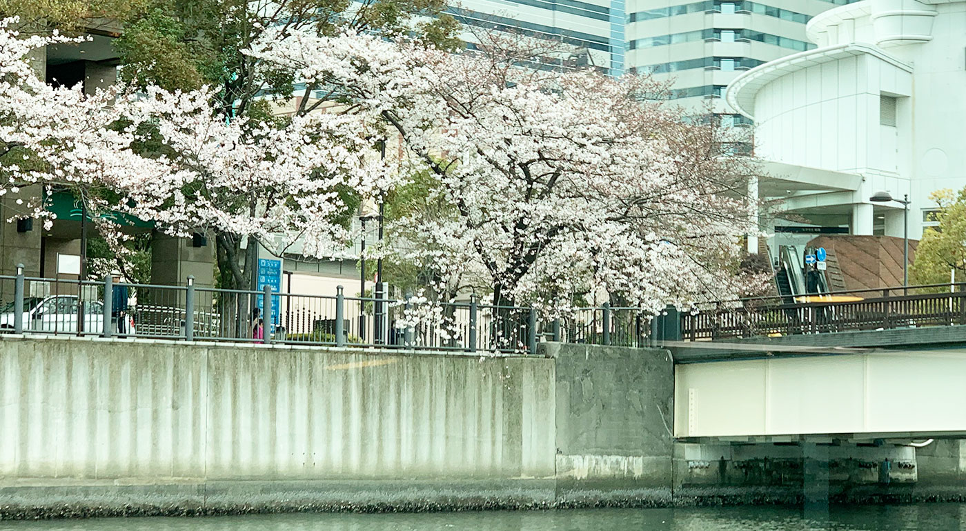 月島／大川端プチお花見クルーズ60分イメージ写真