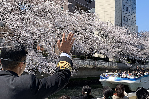 さくらのクルーズ